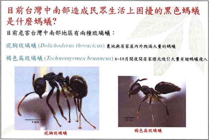 蟻害宣導