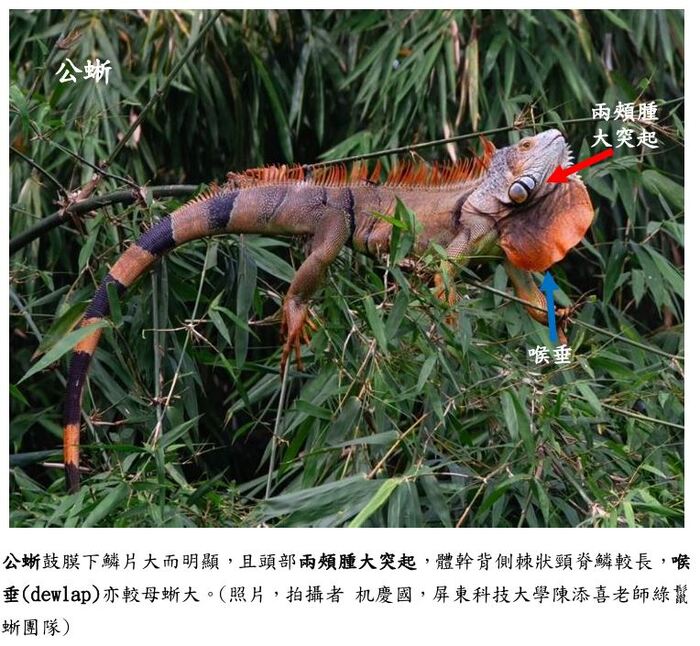 公蜥圖片